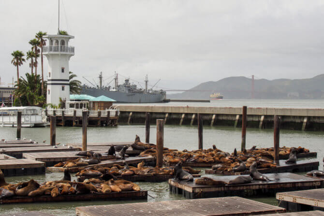 Slávne mólo Pier 39 a jeho leniví obyvatelia