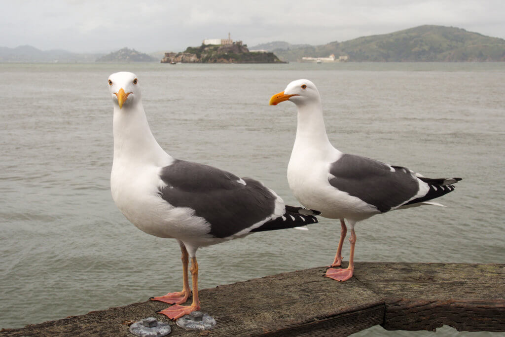 Čajky vždy rady zapózujú. V pozadí Alcatraz