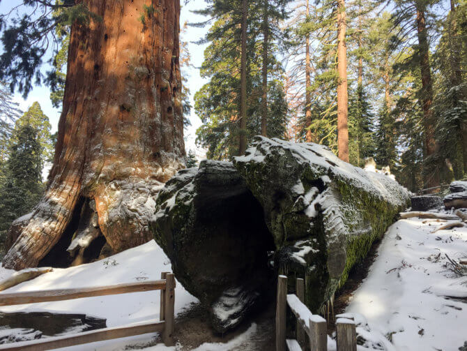 Padnutý strom Fallen Monarch