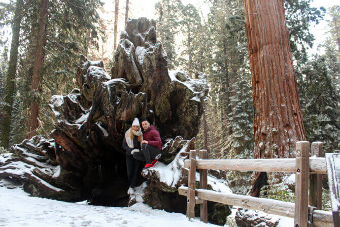 Vyvrátiť takýto kmeň chce riadnu silu