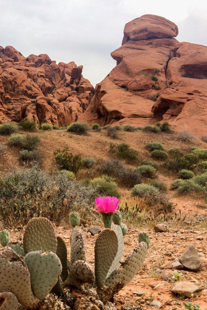 Sem tam tu čosi aj kvitne