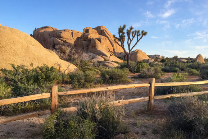 Joshua Tree