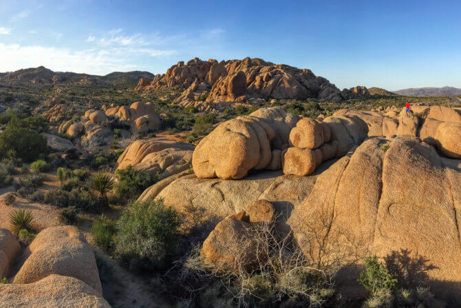 Joshua Tree