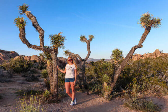 Joshua Tree