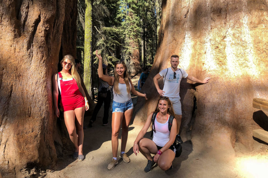 národné parky Ameriky sequoia