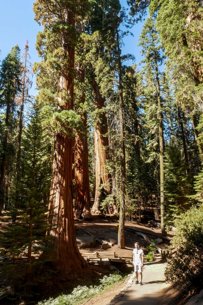 národné parky Ameriky sequoia