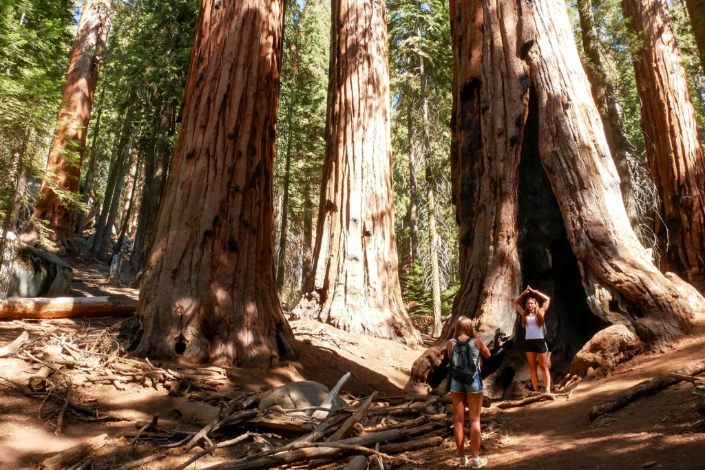 národné parky Ameriky sequoia