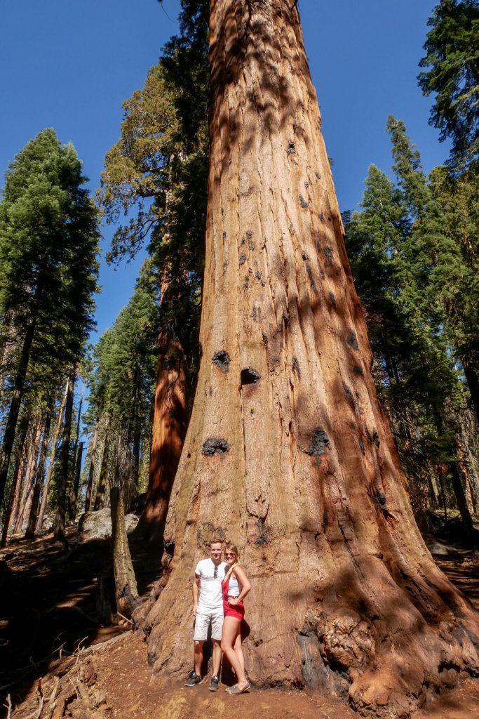 národné parky Ameriky sequoia