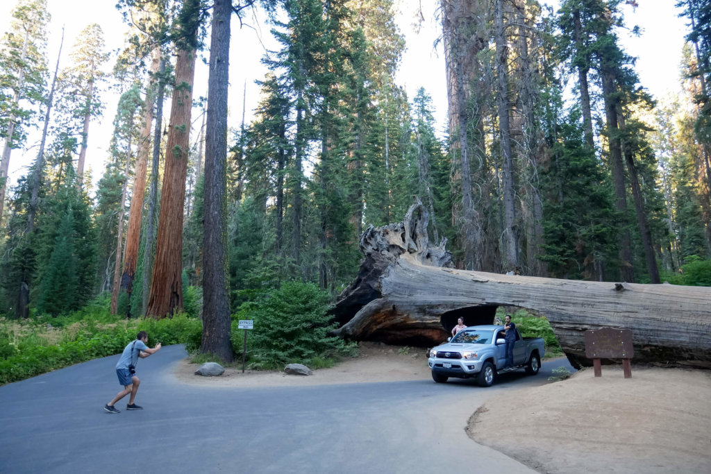 národné parky Ameriky sequoia