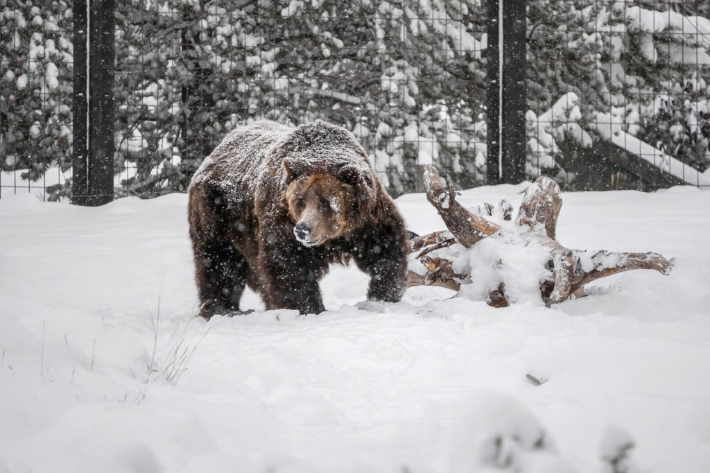 grizzly & wolf discovery center