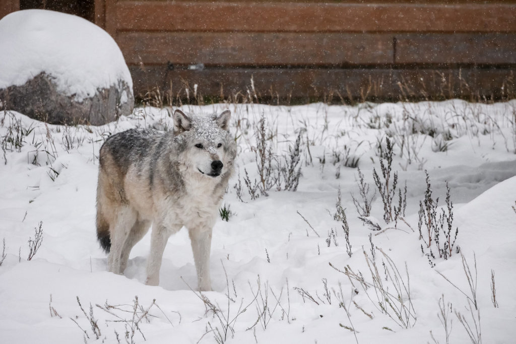 grizzly & wolf discovery center