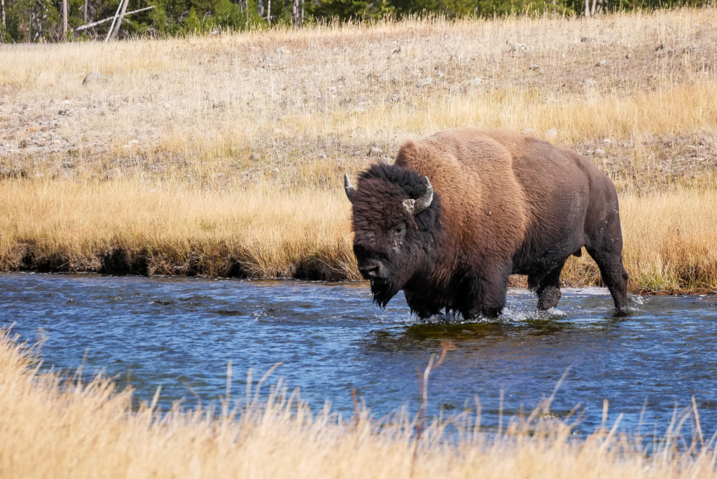 bizony yellowstovne