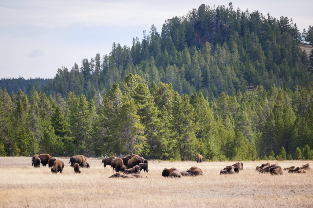 bizony yellowstovne