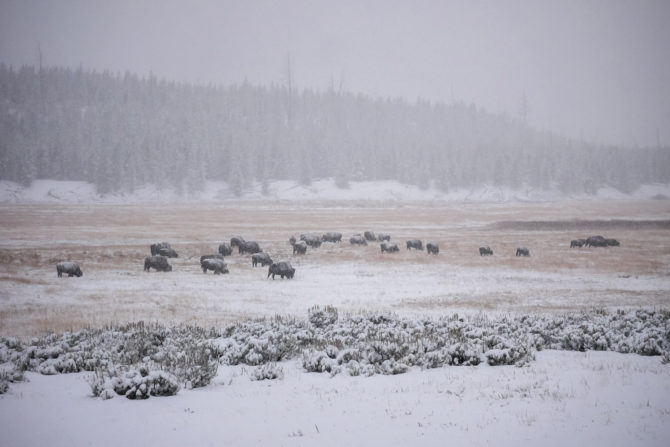 bizony v yellowstovne