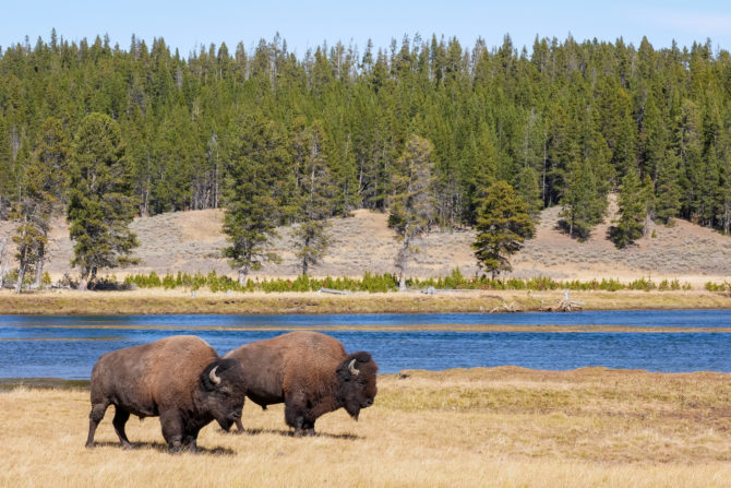 bizony yellowstone