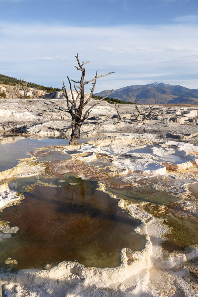 mammoth hot springs