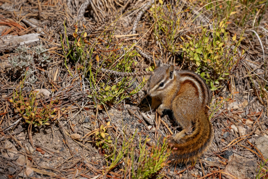 chipmunk