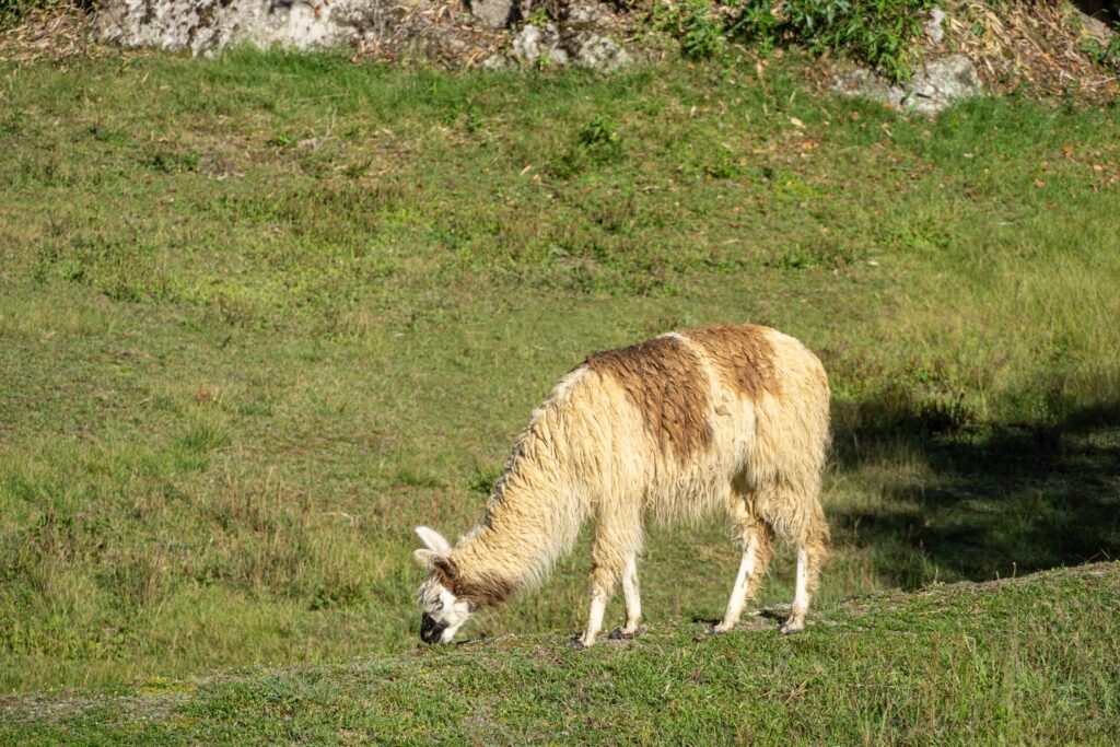 lama