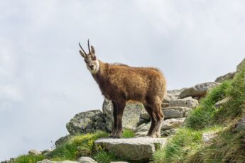 kamzik vysoke tatry